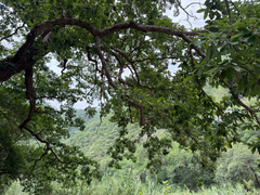 Quercus polymorpha, photograph (c) Cody Hinchliff, some rights reserved (CC BY)