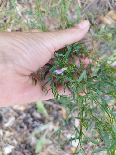 Astragalus arenarius, photograph 3