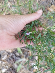 Astragalus arenarius, photograph (c) Tatyana Davidova, some rights reserved (CC BY)