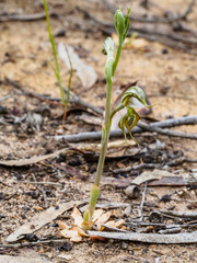 Pterostylis planulata