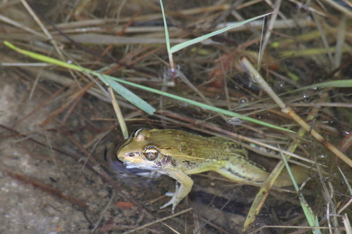 Mascarene Frog, Ptychadena mascareniensis