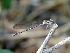 Argia funcki