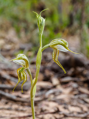 Pterostylis planulata