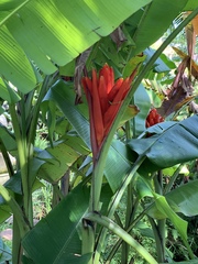 Musa coccinea