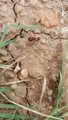 Pogonomyrmex