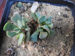 Aloinopsis