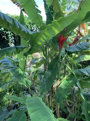 Musa coccinea