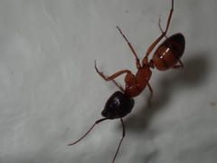 Camponotus semitestaceus