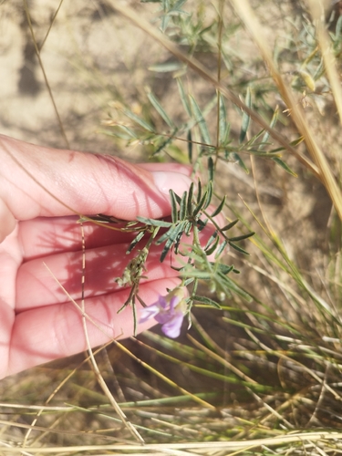 Astragalus arenarius, photograph 2