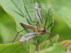 Tipula vernalis