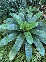 Vriesea hieroglyphica