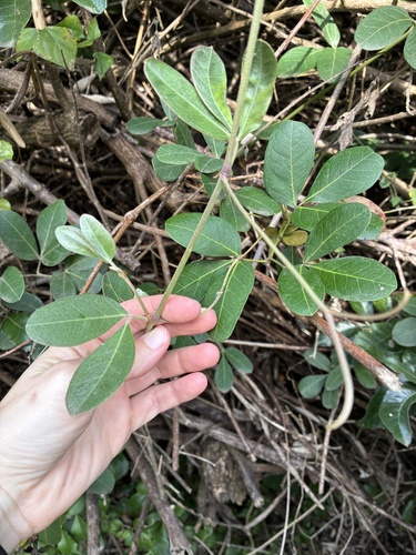 Rhoicissus digitata, photograph 1