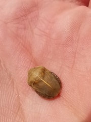 Eurygaster austriaca