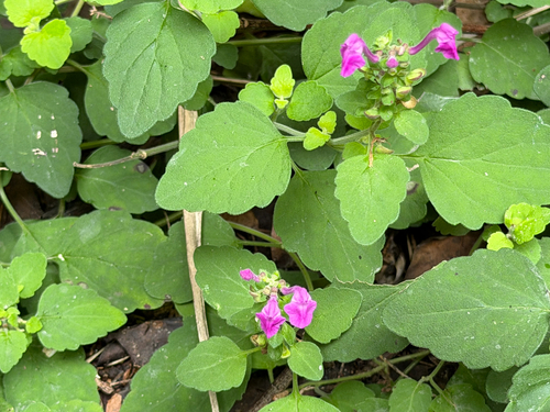 Scutellaria seleriana, photograph 4