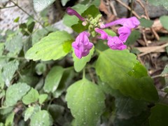 Scutellaria seleriana, photograph (c) Cody Hinchliff, some rights reserved (CC BY)