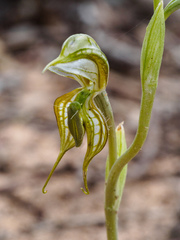 Pterostylis planulata