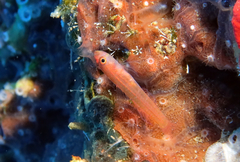 Saddled Dwarfgoby photo 2