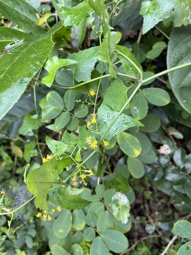 Senecio deltoideus, photograph 4