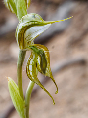 Pterostylis planulata