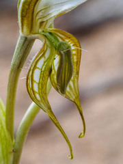 Pterostylis planulata