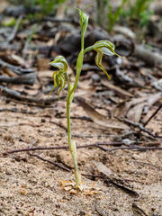 Pterostylis planulata