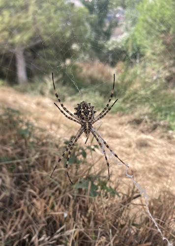 Lobed Argiope