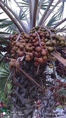 Hyphaene thebaica