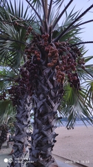 Hyphaene thebaica