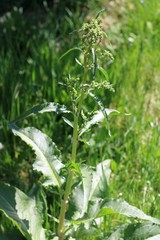 Rumex patientia orientalis