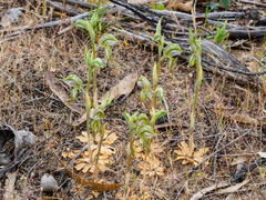 Pterostylis planulata