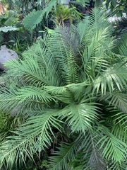 Blechnum gibbum