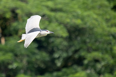 Nycticorax nycticorax