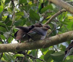 Phapitreron leucotis