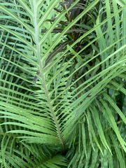 Blechnum gibbum