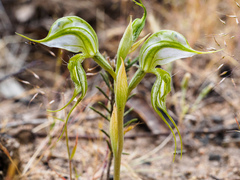 Pterostylis planulata