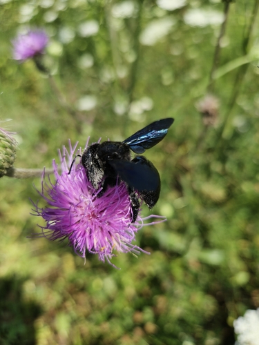 Xylocopa