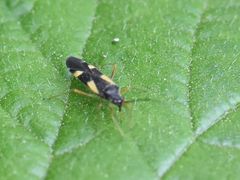 Dryophilocoris flavoquadrimaculatus