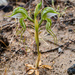 Pterostylis planulata - Photo (c) Andrew Dilley,  זכויות יוצרים חלקיות (CC BY-NC), הועלה על ידי Andrew Dilley