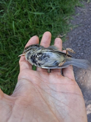 Horornis diphone, 2026-07-19