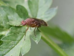 Suillia variegata