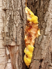 Laetiporus sulphureus