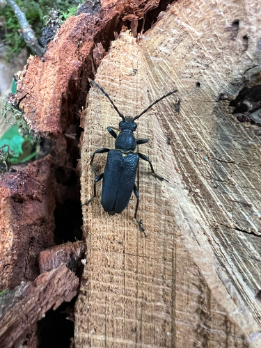large black longhorn beetle