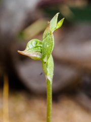 Pterostylis aciculiformis