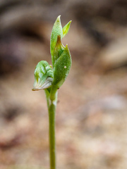 Pterostylis aciculiformis