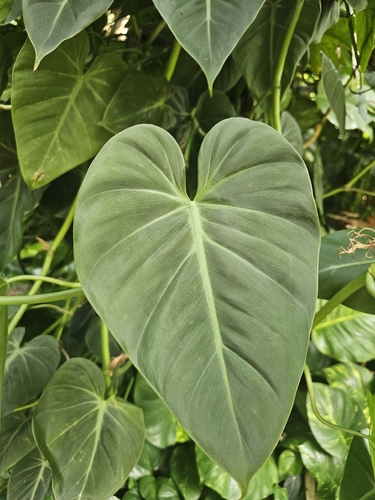 Philodendron hederaceum observed 2026-07-19