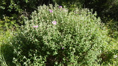 Cistus creticus eriocephalus