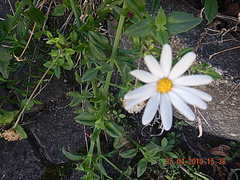 Mesembryanthemum cordifolium