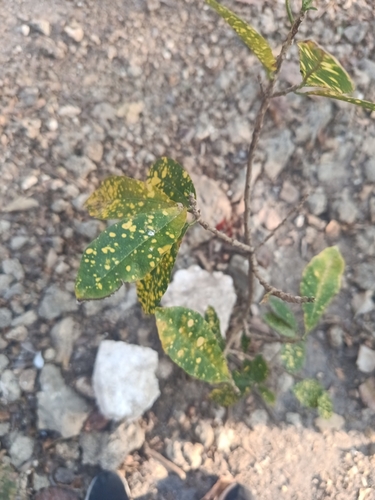 Variegated Croton