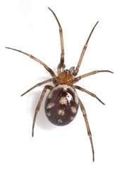 Steatoda grossa