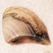 Hecuba scortum - Photo (c) c michael hogan,  זכויות יוצרים חלקיות (CC BY-NC-SA), הועלה על ידי c michael hogan